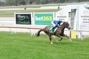 Electric Tribute easily wins at Kilmore on 20-11-16